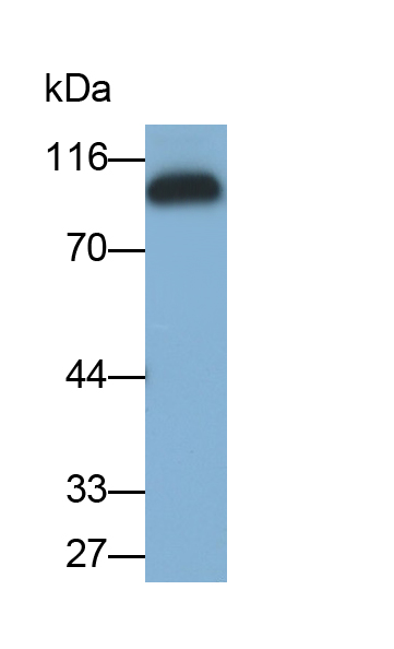 Polyclonal Antibody to Intercellular Adhesion Molecule 1 (ICAM1)