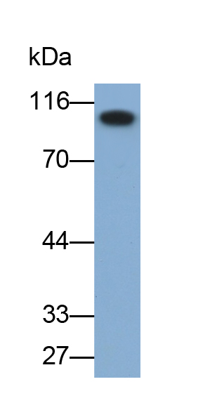 Polyclonal Antibody to Intercellular Adhesion Molecule 1 (ICAM1)