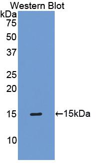 Biotin-Linked Polyclonal Antibody to Tissue Inhibitors Of Metalloproteinase 1 (TIMP1)