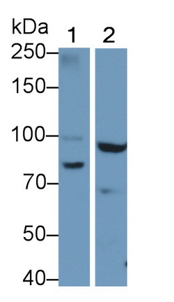 PAA553Mu02.jpg