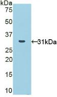 Polyclonal Antibody to Nicotinamide Adenine Dinucleotide Phosphate Oxidase 1 (NOX1)