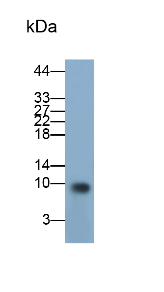 Polyclonal Antibody to Fatty Acid Binding Protein 2, Intestinal (FABP2)