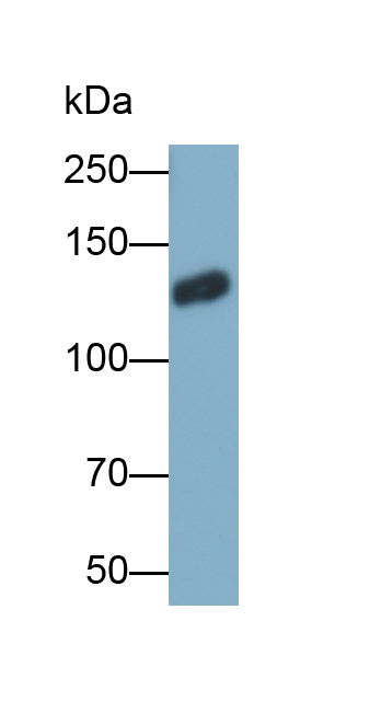 Polyclonal Antibody to Epidermal Growth Factor (EGF)