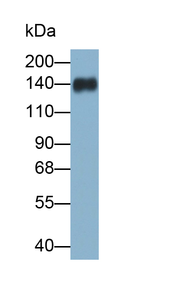 PAA560Hu02.jpg