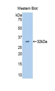 PAA560Po01.jpg