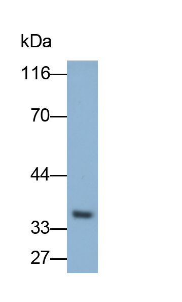 Polyclonal Antibody to Interleukin 1 Beta (IL1b)