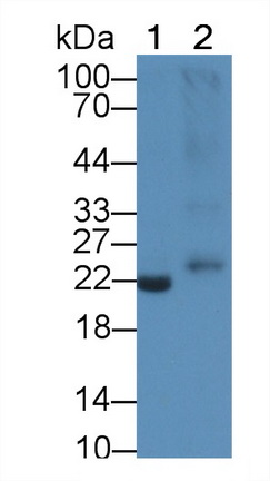 PAA563Ga02.jpg
