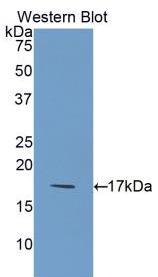 Polyclonal Antibody to Interleukin 1 Delta (FIL1d)
