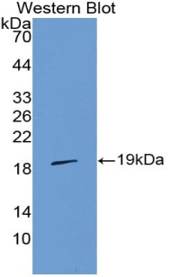 Polyclonal Antibody to Interleukin 1 Delta (FIL1d)