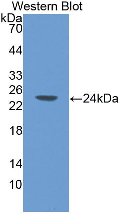 Polyclonal Antibody to P-Selectin (SELP)