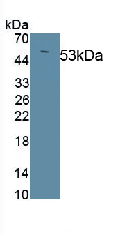 PAA573Mu08.jpg