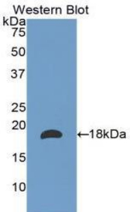 Polyclonal Antibody to Laminin Alpha 1 (LAMA1)