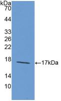 Polyclonal Antibody to Laminin Alpha 1 (LAMA1)