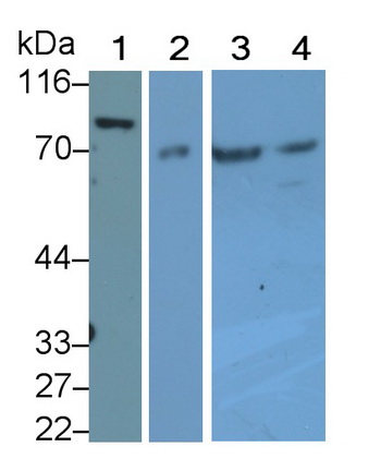 PAA576Hu04.jpg