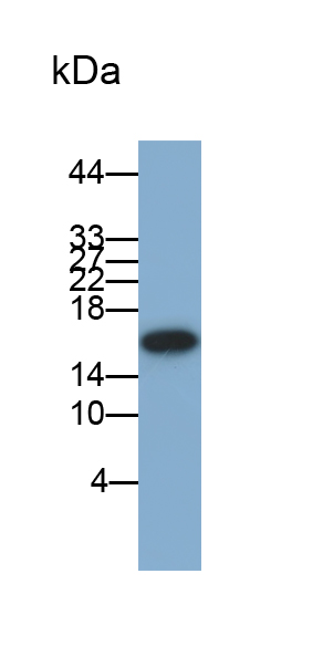 Polyclonal Antibody to Aquaporin 1 (AQP1)