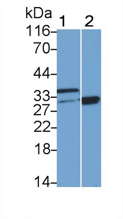 Polyclonal Antibody to Heme Oxygenase 1 (HO1)