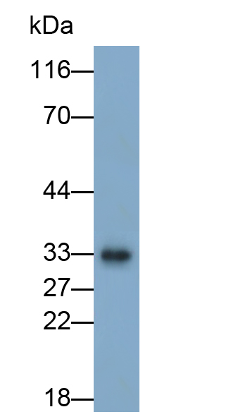 Polyclonal Antibody to Heme Oxygenase 1 (HO1)