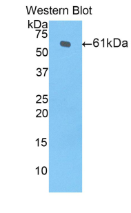 Polyclonal Antibody to Heme Oxygenase 1 (HO1)