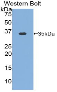 Polyclonal Antibody to Cyclin D1 (CCND1)