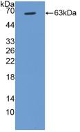 Polyclonal Antibody to Cyclin D1 (CCND1)