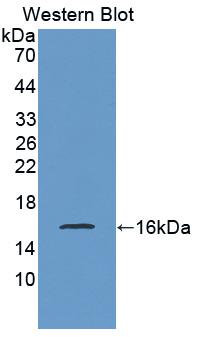 Biotin-Linked Polyclonal Antibody to Somatostatin (SST)