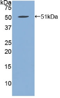 Polyclonal Antibody to Fibrillin 1 (FBN1)