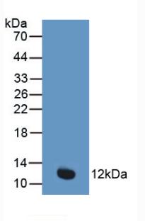 Polyclonal Antibody to Cytochrome C (CYCS)