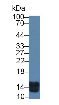 Polyclonal Antibody to Cytochrome C (CYCS)