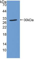 Polyclonal Antibody to Superoxide Dismutase Copper Chaperone