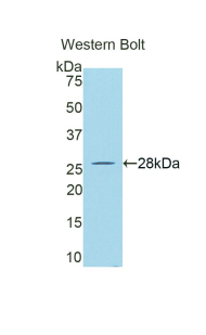 Biotin-Linked Polyclonal Antibody to Granzyme A (GZMA)