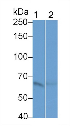 Polyclonal Antibody to Myeloperoxidase (MPO)