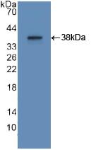 Polyclonal Antibody to Apolipoprotein A2 (APOA2)