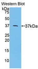 Polyclonal Antibody to Apolipoprotein A2 (APOA2)