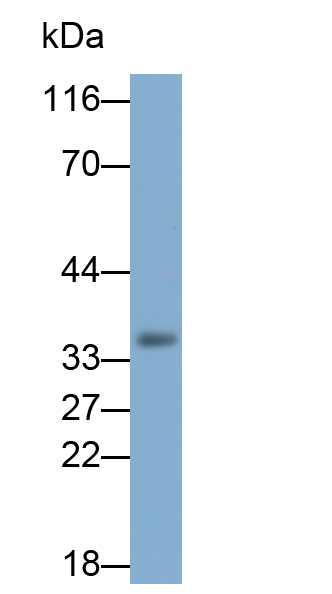 Polyclonal Antibody to Adiponectin (ADPN)