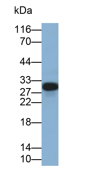 Polyclonal Antibody to Adiponectin (ADPN)