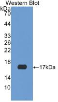 Polyclonal Antibody to Neuroglobin (NGB)