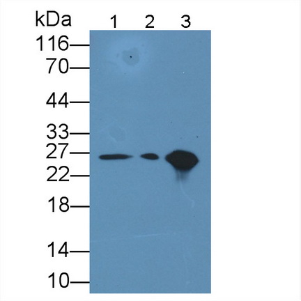 Polyclonal Antibody to Glutathione S Transferase Alpha 1 (GSTa1)