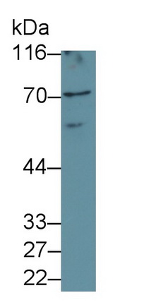 Polyclonal Antibody to Transcription Factor P65 (NFKB3)