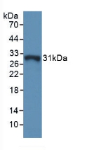 Polyclonal Antibody to Glutathione S Transferase Omega 1 (GSTo1)