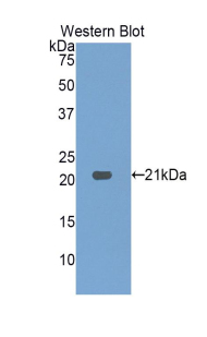 PAA624Mu01.jpg