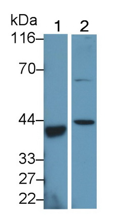 PAA625Ra01.jpg