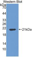 Polyclonal Antibody to Caspase 3 (CASP3)