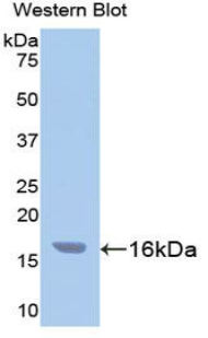 FITC-Linked Polyclonal Antibody to Caspase 3 (CASP3)