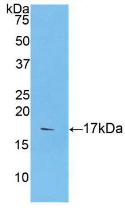 Polyclonal Antibody to Caspase 9 (CASP9)