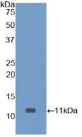 Polyclonal Antibody to Caspase 9 (CASP9)