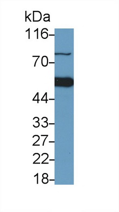 Polyclonal Antibody to Caspase 9 (CASP9)