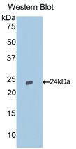 Polyclonal Antibody to Caspase 9 (CASP9)