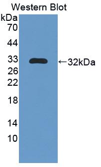 Polyclonal Antibody to Nitric Oxide Synthase Trafficker (NOSTRIN)