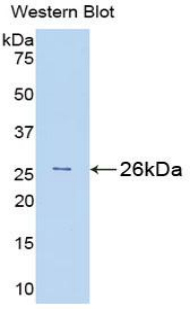 Polyclonal Antibody to BH3 Interacting Domain Death Agonist (Bid)