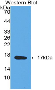 PAA631Hu02.jpg